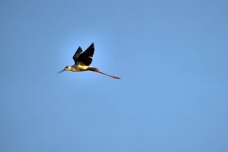 A common stork flies through a blue sky looking for foodの写真素材