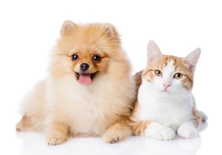 orange cat and spitz dog together  looking at camera  isolated on white background