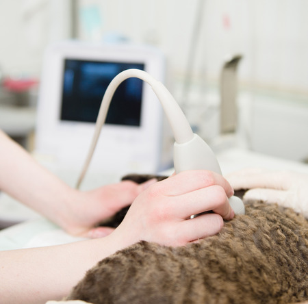 close-up hand veterinarian performs an ultrasound examination a cat