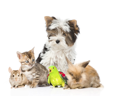 group of domestic animals and birds.  Isolated on white background