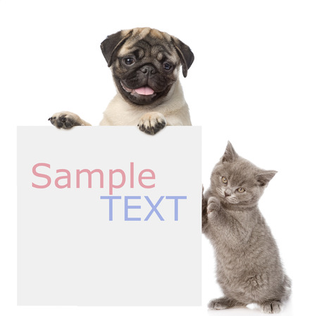 Cat and Dog peeking from behind empty board and looking at camera. isolated on white background Cat and Dog peeking from behind empty board and looking at camera. isolated on white background