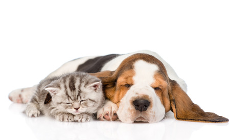 Kitten and puppy sleeping together. isolated on white background