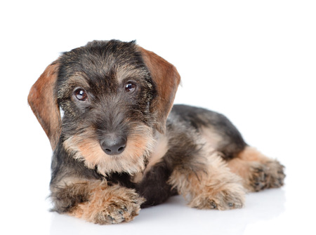 Standard Wire Haired Dachshund Puppy Isolated On White Background