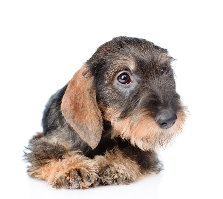 Standing Cute Wire Haired Dachshund Puppy Isolated At A White