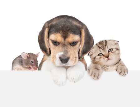 Cat Dog And Mouse Over Empty White Banner Isolated On White