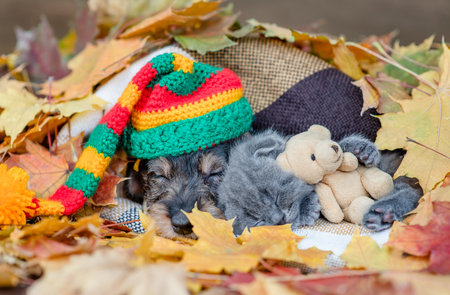 Dachshund puppy wearing warm hat and kitten sleep together under warm blanket in autumn foliage. KItten hugs favorite toy bear.