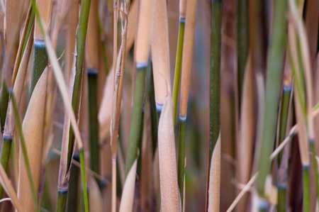 bambooの写真素材
