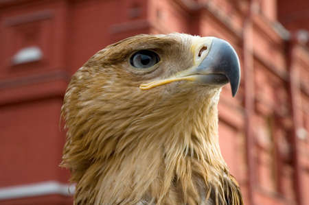 eagleの写真素材