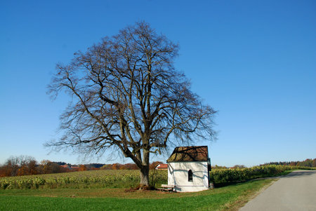 Chapel with Treeの写真素材