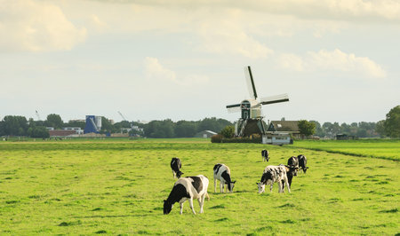 Dutch dairy cows in green meadows with a windmill in the backgroundの写真素材