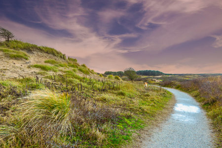 Picture of dune landscape in Hollands Duin near Noordwijk in the Dutch province of South Holland...