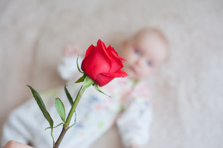 Cute little baby girl playing with a flower roseの写真素材