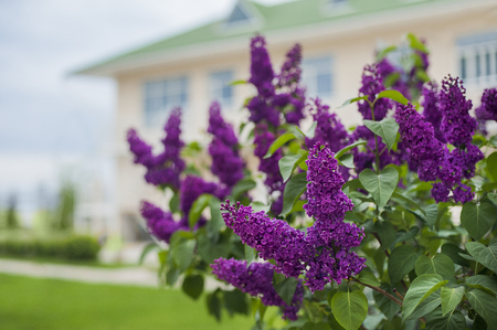 Bright lilac bouquet, spring lilac bush house on backgroundの写真素材