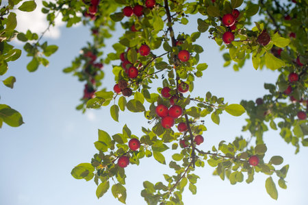 Apple tree branch ready to be harvested. Branch with red tasty apples on blue sky background.の写真素材