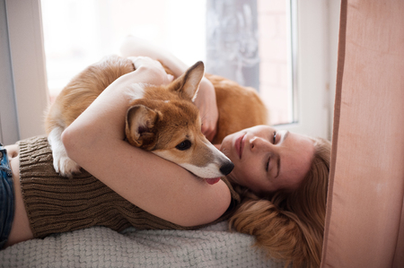 Tired Welsh corgi pembroke puppy lying on its owners hands. Smiling girl playing with her Welsh Corgi Pembroke puppy, happy cute dogの写真素材