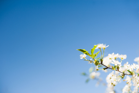 White branch of blossoming apple tree on blue sky backgroundの写真素材