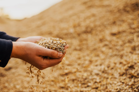 The hands of a farmer close-up holding a handful of wheat grains. Copy space. Rural meadow. Rich...