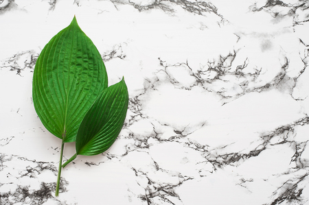 Tropical leaves on pink background. Minimal nature concept. Flat layの写真素材