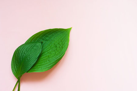 Tropical leaves on pink background. Minimal nature concept. Flat lay
