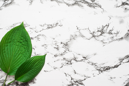 Tropical leaves on pink background. Minimal nature concept. Flat layの写真素材