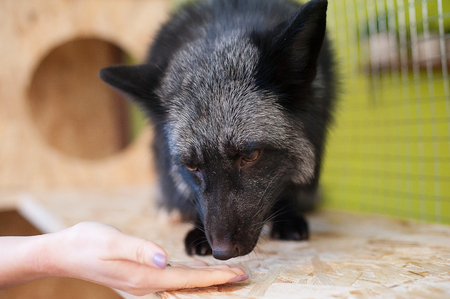 Black fox in contact zoo. Pets in farmの写真素材