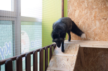 Black fox in contact zoo. Pets in farm