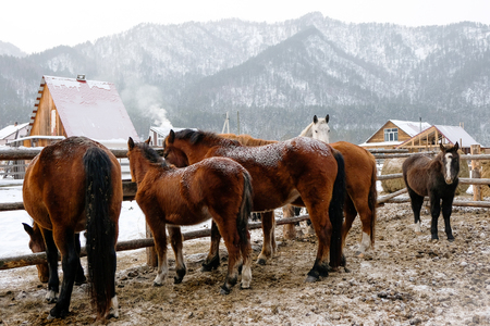 Horses in stable. Horse in winter pasture. Altai Mountains Rural landscapeの写真素材