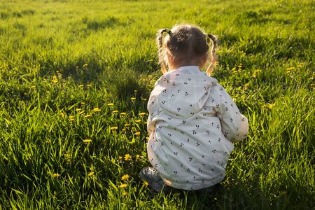 Little girl in meadow picking yellow dandelion flowers in sunny summer day. Springの写真素材