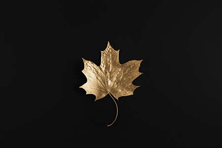 Shiny Golden maple leaf on black background. Flat lay, top view. Minimal autumn composition concept.の写真素材
