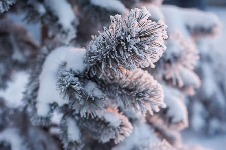 Frosted fir-tree defocused background. Selective focus and shallow depth of fieldの写真素材