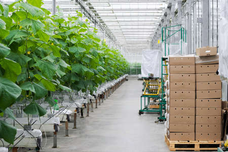 Boxes with fresh ripe cucumber. Organic food and vegetables. Healthy eating. Hydroponics in agribusiness. Growing cucumbers in a greenhouse using drip irrigation. Smooth camera movementの写真素材