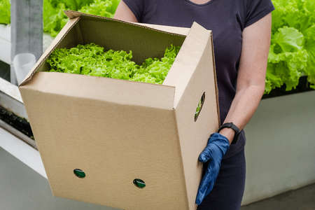 Box of Fresh ripe green lettuce in female worker hands. Organic vegetables, small local farm, farming concept. Fresh greenery harvest. Growing tomatoes. Vegetable business. Greenhouse with greeneryの写真素材