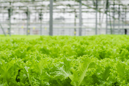 Greenhouse plantation with lettuce greenery. Concept for industrial agriculture. Rows of Plant...