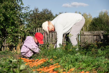 Grandmother and granddaughter harvesting carrots in the garden on late summer weekend. Organic farm food harvest concept. Fresh vegetables.の写真素材