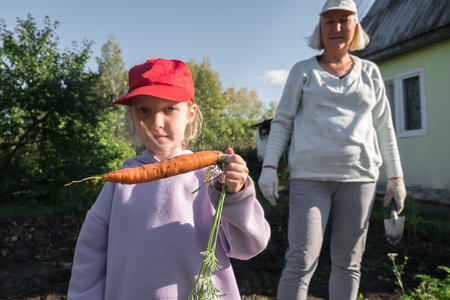 Grandmother and granddaughter harvesting carrots in the garden on late summer weekend. Organic farm food harvest concept. Fresh vegetables.の写真素材