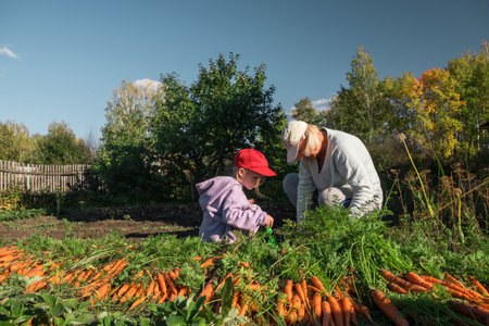 Grandmother and granddaughter harvesting carrots in the garden on late summer weekend. Organic farm food harvest concept. Fresh vegetables.の写真素材