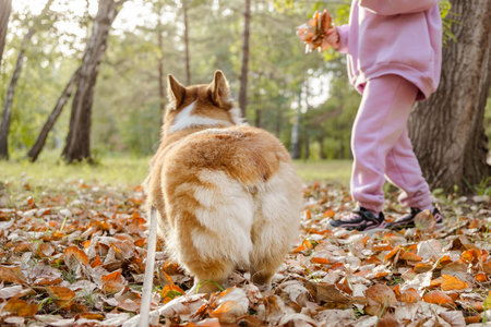 Little girl with friendly welsh pembroke corgi puppy pet, having fun, playing, sitting near house in yard. Pet care, animal life.の写真素材