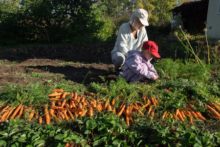 Grandmother and granddaughter harvesting carrots in the garden on late summer weekend. Organic farm food harvest concept. Fresh vegetables.の写真素材
