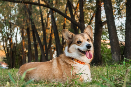 Welsh Corgi Pembroke puppy on grass outdoor, happy smiling dogの写真素材