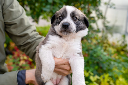 Cute little german shepherd puppy in the caring hands of the owner on green grass background....