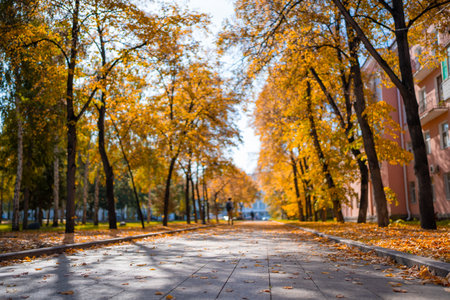 Beautiful park in fall season. Bright autumn trees with falling yellow leaves in the park. Beautiful sunny autumn day. Autumn landscape in the cityの写真素材