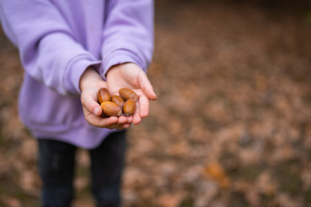 Close up of many acorns in girl hands. Fall season. Autumn nature.の写真素材