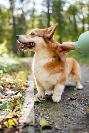 A joyful Pembroke Welsh Corgi is happily enjoying a walk in the park amidst natureの写真素材