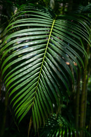 A vibrant lush green tropical palm leaf found in its natural and beautiful setting and environment