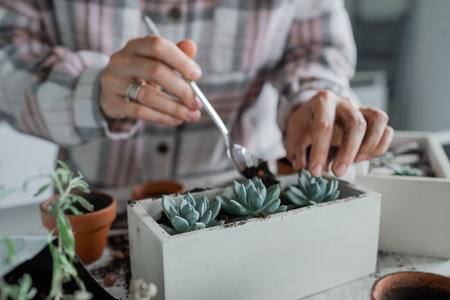 A person caring for beautiful succulents in a modern planter that suits a stylish interiorの写真素材