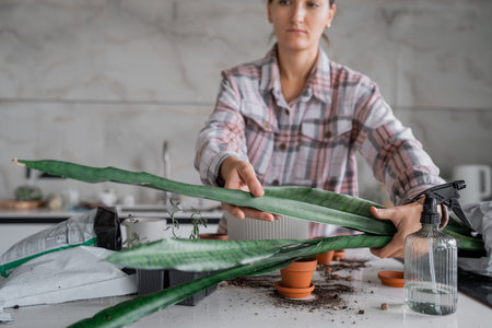 Plant transplantation. Transplanting houseplant, Sansevieria in pot. In a bright kitchen, a woman skillfully repots various plants, showcasing her passion for gardeningの写真素材