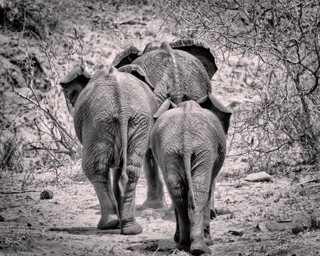 An Elephant family leaves the waterhole and heads into the brush in Kruger Park, South Africaの写真素材