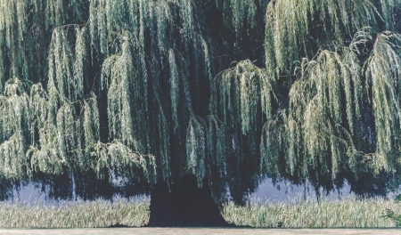 Weeping willow dominates the frameの写真素材
