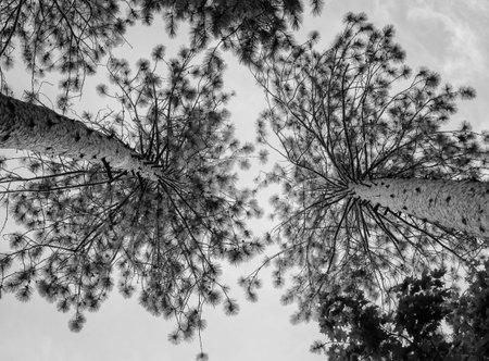 Looking up to the tree tops