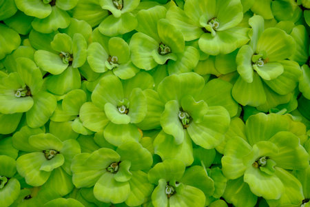 Green leaves on the water